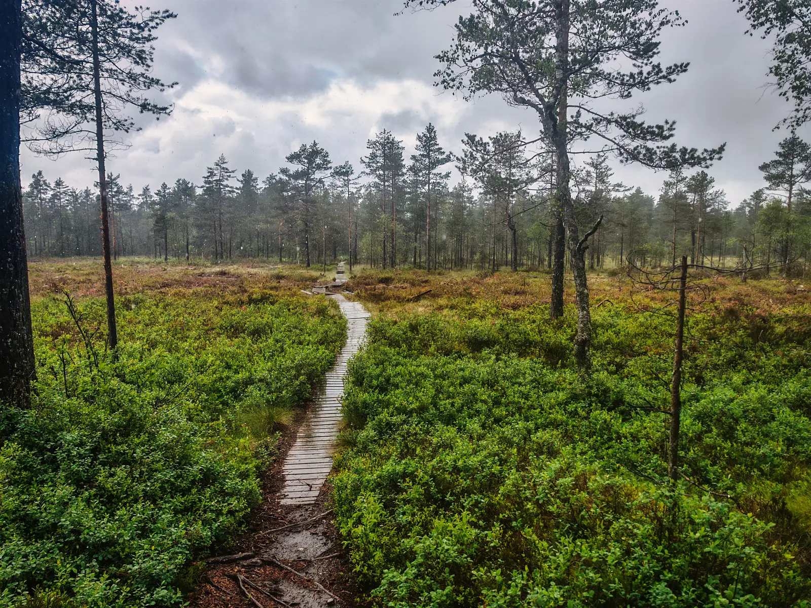 Kjentmannspost 41: Høgsmåsan
