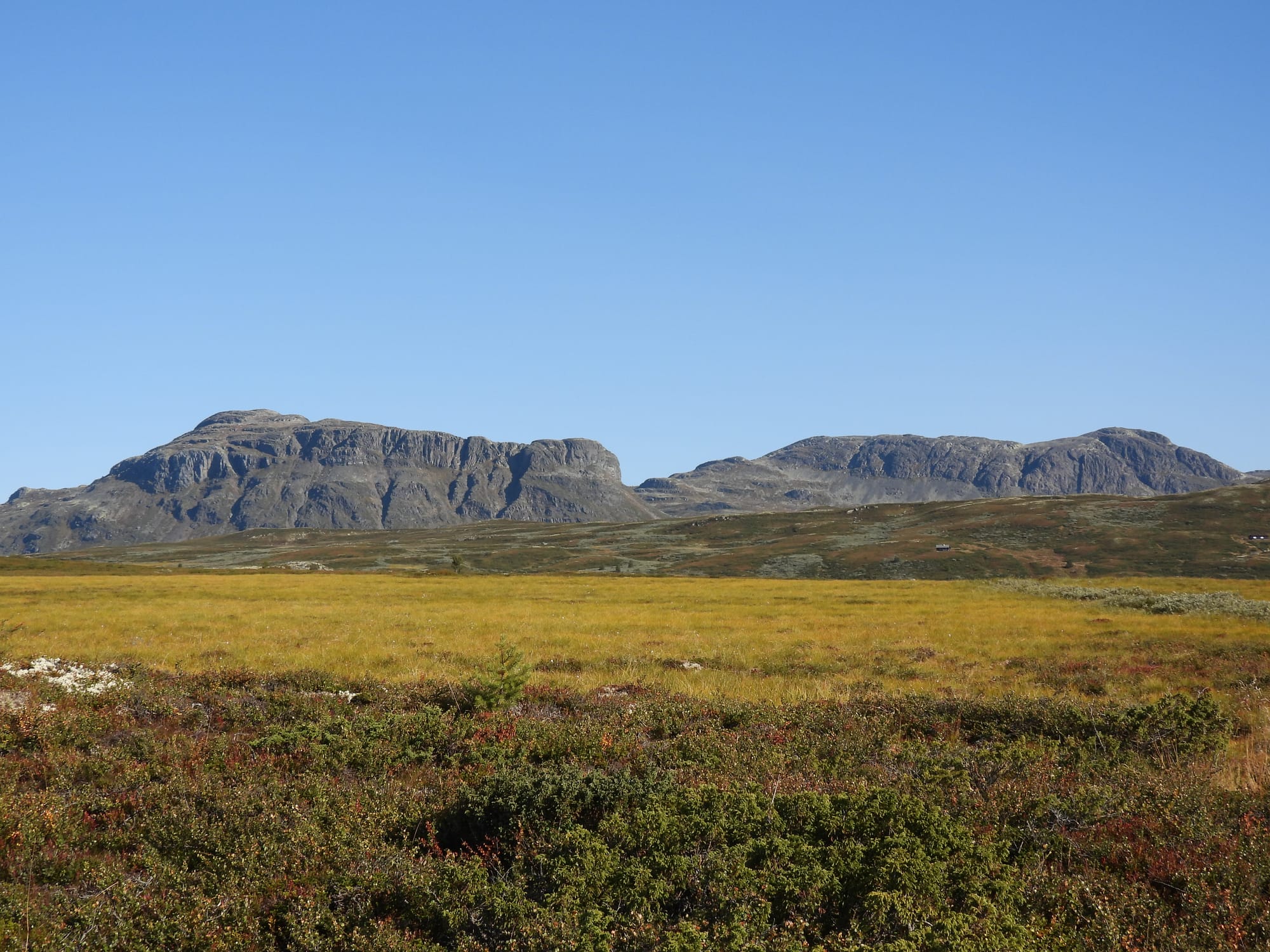Lauvdalsbrea