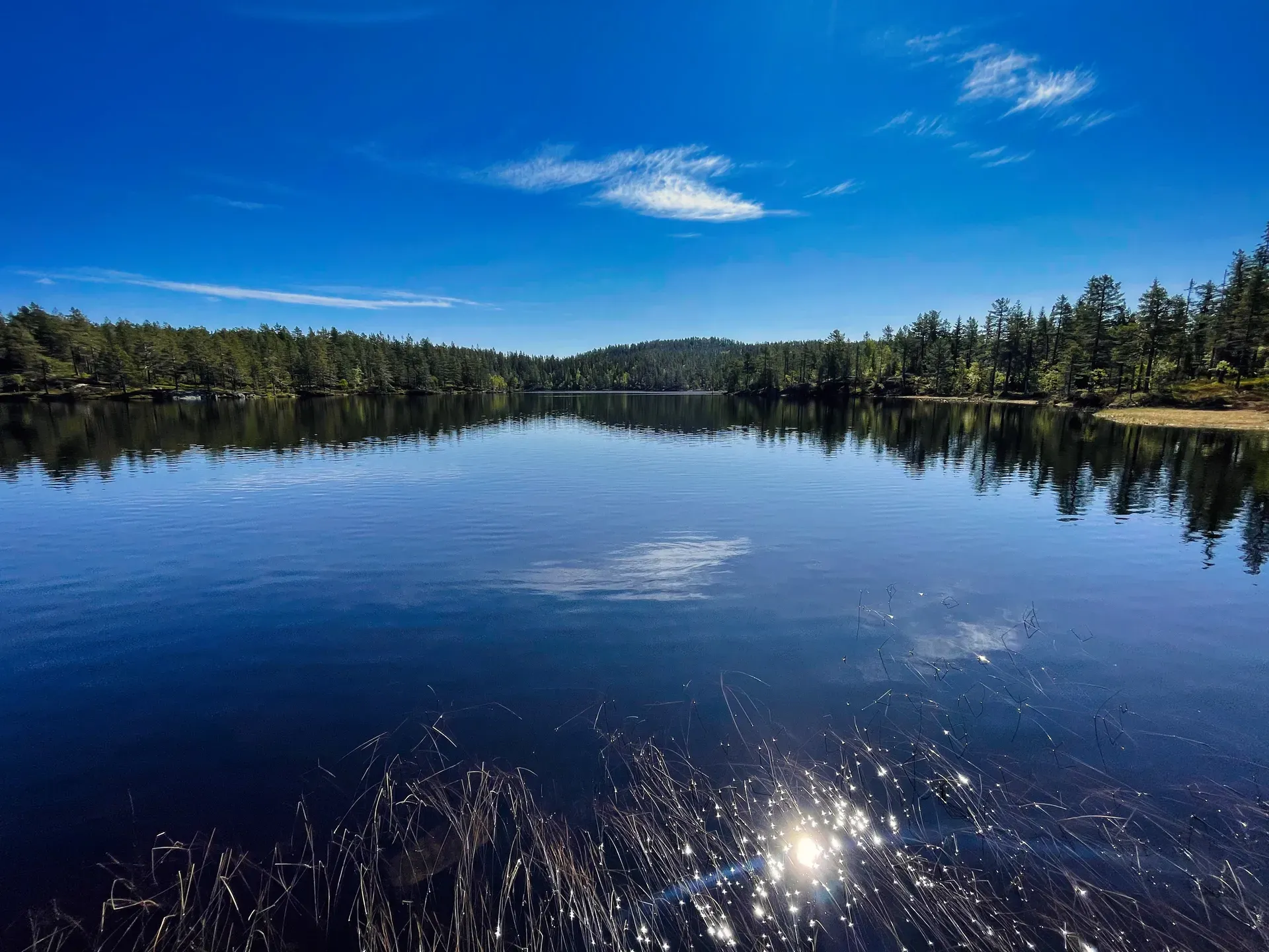 Svinhusknatten
