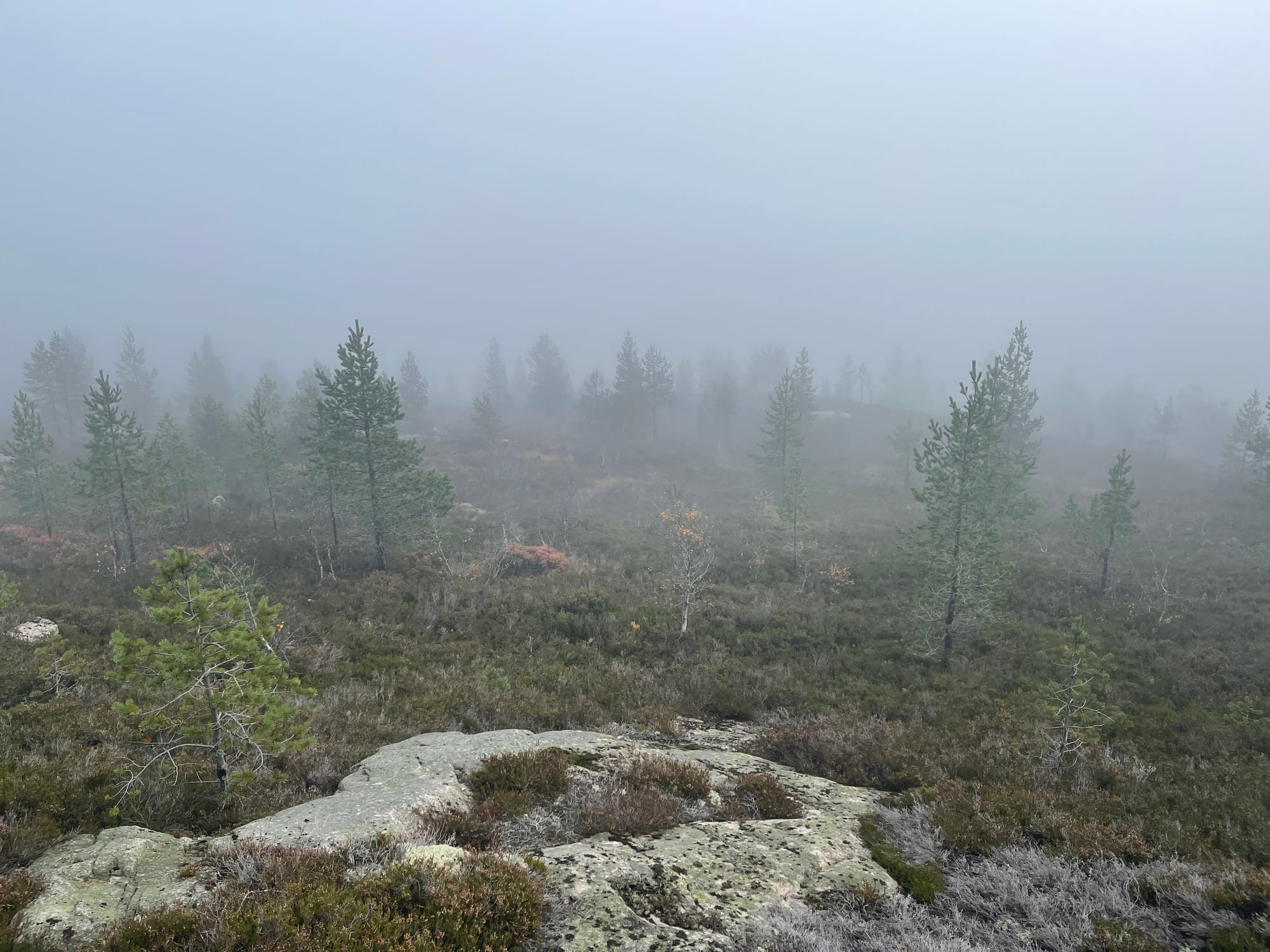 Lortegrauten og tåkas forbannelse