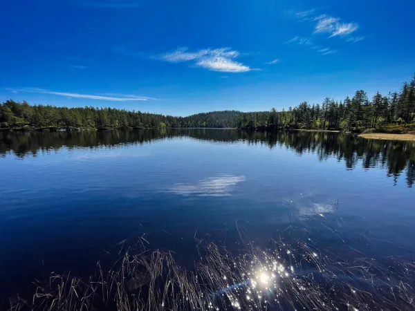 Svinhusknatten