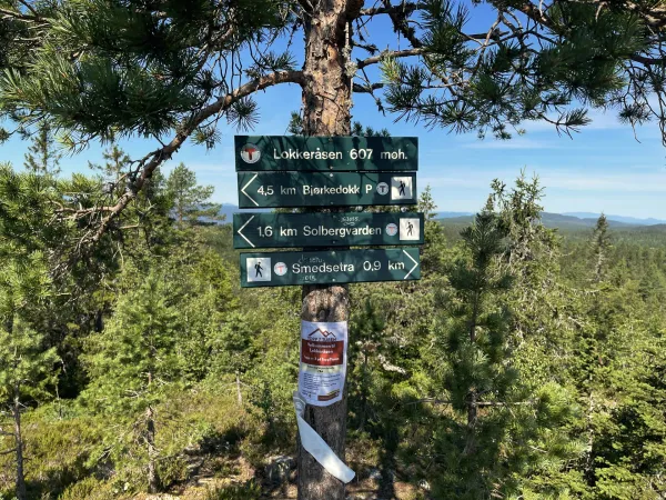 Lokkeråsen