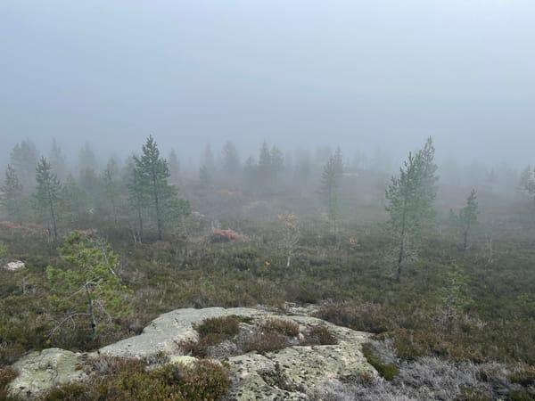 Lortegrauten og tåkas forbannelse